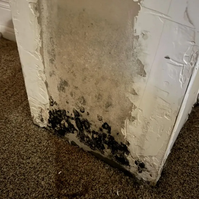 Professional Mold Removal in Greensboro, NC